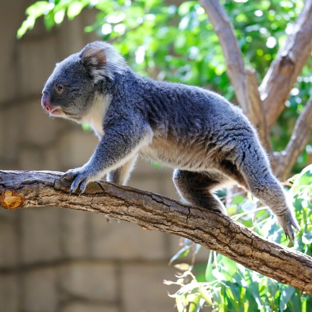東山動物園のコアラ　木から木にぴょんぴょん飛び回っていましたが、しばらくしてまた見に行ったら全員爆睡で微動だにせず。　#コアラ