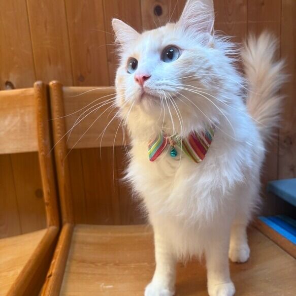 お客様からお写真をいただきました。
ありがとうございます！

（客様のコメント）
本日受領しました！どれも可愛いです♪
迅速なご対応ありがとうございました！

#猫　#猫のいる生活 　#猫との暮らし