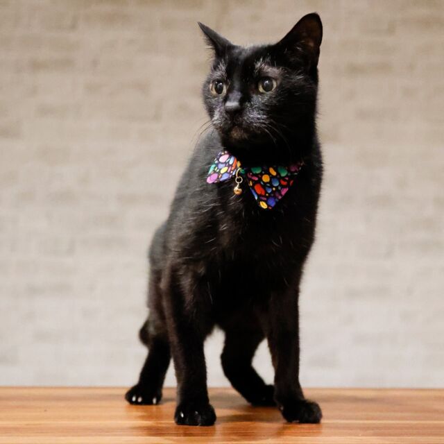 当店の商品開発担当のクロです。よろしくにゃん😺

#猫好きさんと繋がりたい #猫のいる暮らし #猫のいる生活 #猫との暮らし #猫のいる幸せ