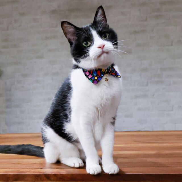 猫スタッフのマコです。よろしくにゃん😺　モデルが主な仕事です。

#猫雑貨招福 #CatsOnTwitter #cat #猫 #cat #neko #猫好きさんと繋がりたい #保護猫 #ねこのいる暮らし #猫のいるしあわせ #猫のいる暮らし