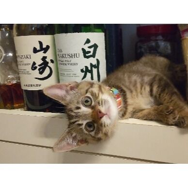 お客様の猫ちゃん😺 飼い主の晩酌を全力で阻止しにくるスタイル🐱

#猫好きさんと繋がりたい #猫のいる暮らし #猫のいる生活 #猫との暮らし #猫のいる幸せ