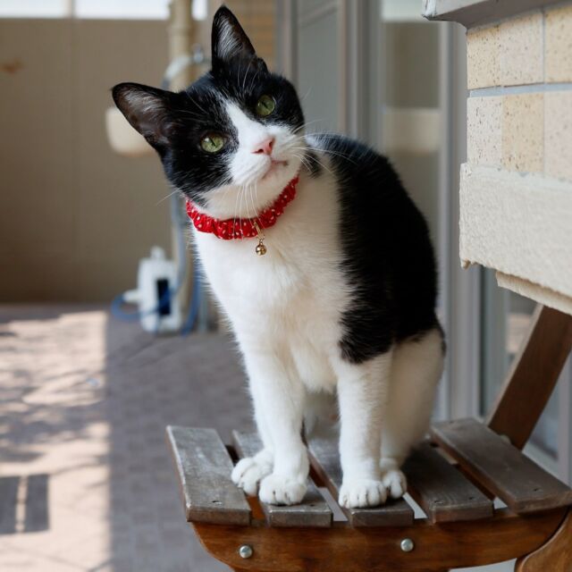 16歳ですが全く衰えを感じないマコ。

#猫雑貨招福
#猫大好き#猫と暮らす
#保護猫との暮らし